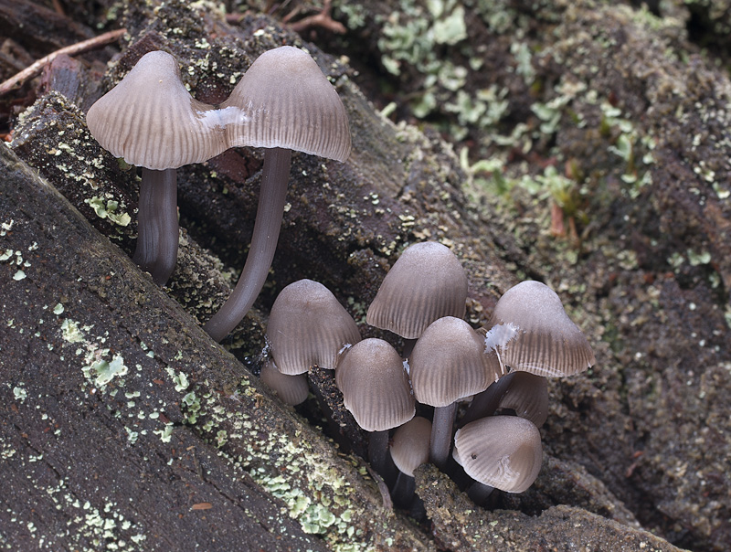 Mycena maculata